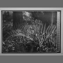 (K) Grayscale Inkjet Photogravure Transparency